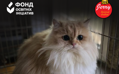 Допоможемо облаштувати безпечнета просторе місце для котиків